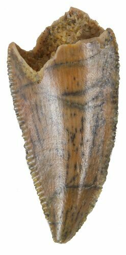 Serrated, Raptor Tooth - Morocco #57323